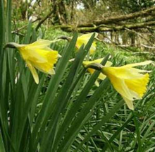 Wild Daffodil in the green, Pseudo N 
